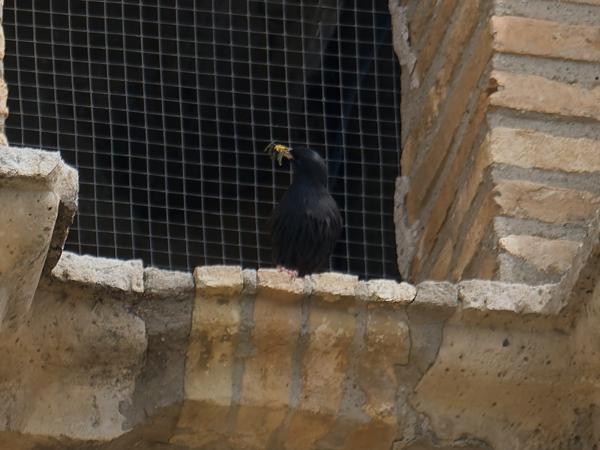 <h3><a href="/trips/ebro/biota/animalia/chordata/aves/040 passeriformes/105 sturnidae/sturnus unicolor/sturnus unicolor-nl.html">Sturnus&nbsp;unicolor</a> / Spotless&nbsp;starling / Zwarte&nbsp;spreeuw</h3>OM-1 Mark II met OLYMPUS M.300mm F4.0, 1/2000 sec  bij F4.0, ISO 320